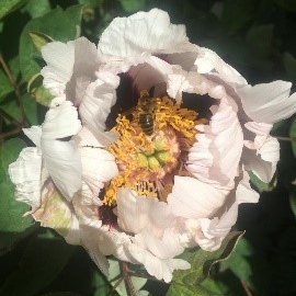 Rhosyn Mynydd