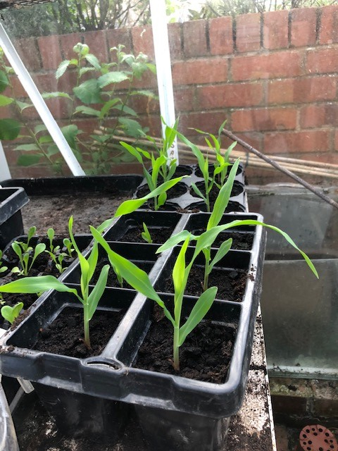 Planhigion Corn