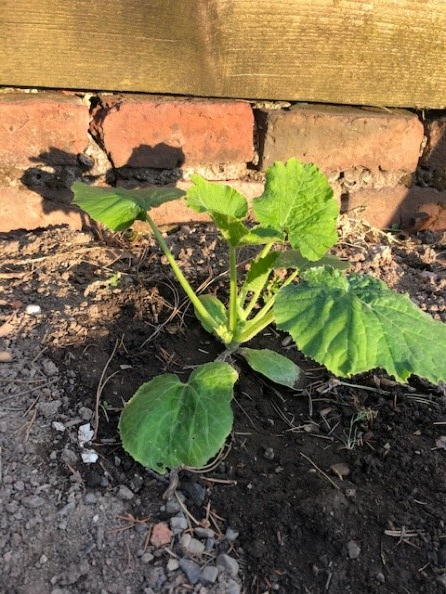 planhigyn courgettes ifanc
