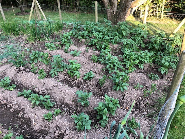 Tatws newydd yn dechrau dangos trwodd