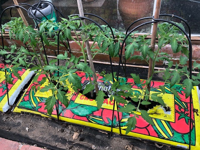 tomatos mewn bagiau tyfu